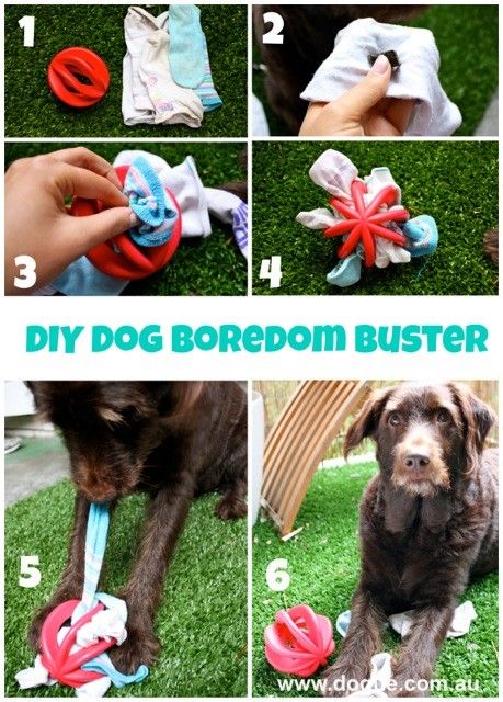 Make your own interactive dog toy