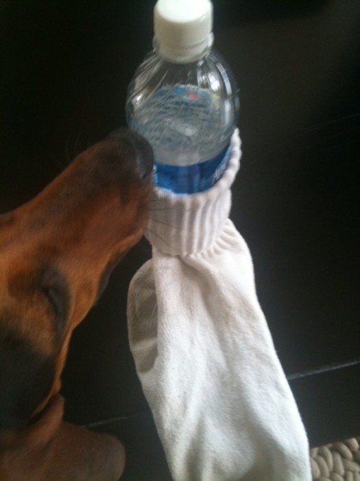 Water Bottle Sock Dog Toy 2