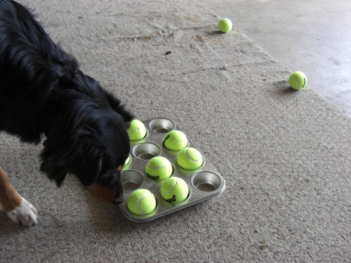 diy interactive game for dogs