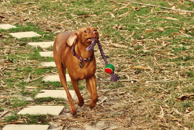 tennis ball rope diy toy