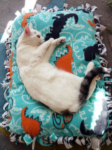 15 No Sew DIY Pet Beds For Your Best Friend
